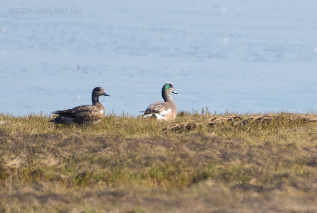 Американская свиязь Anas americana chukotka2020
 
 Click to view full size image