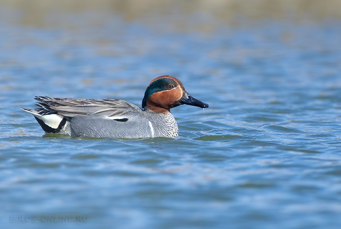 Зеленокрылый чирок (Anas carolinensis)
Keywords: Зеленокрылый чирок Anas carolinensis chukotka2020