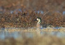Чирок-клоктун Anas formosa yakutia2018
Filename=8Z2A2762.jpg
Filesize=144KB
Dimensions=900x629
Date added=Jan 08, 2019 8Z2A2762.jpg