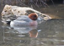 Свиязь Anas penelope
Filename=8Z2A8765.jpg
Filesize=210KB
Dimensions=900x643
Date added=Apr 06, 2018 8Z2A8765.jpg
