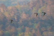 Кряква Anas platyrhynchos sakhalin2017
Filename=8Z2A8518.jpg
Filesize=131KB
Dimensions=900x601
Date added=Nov 26, 2017 8Z2A8518.jpg