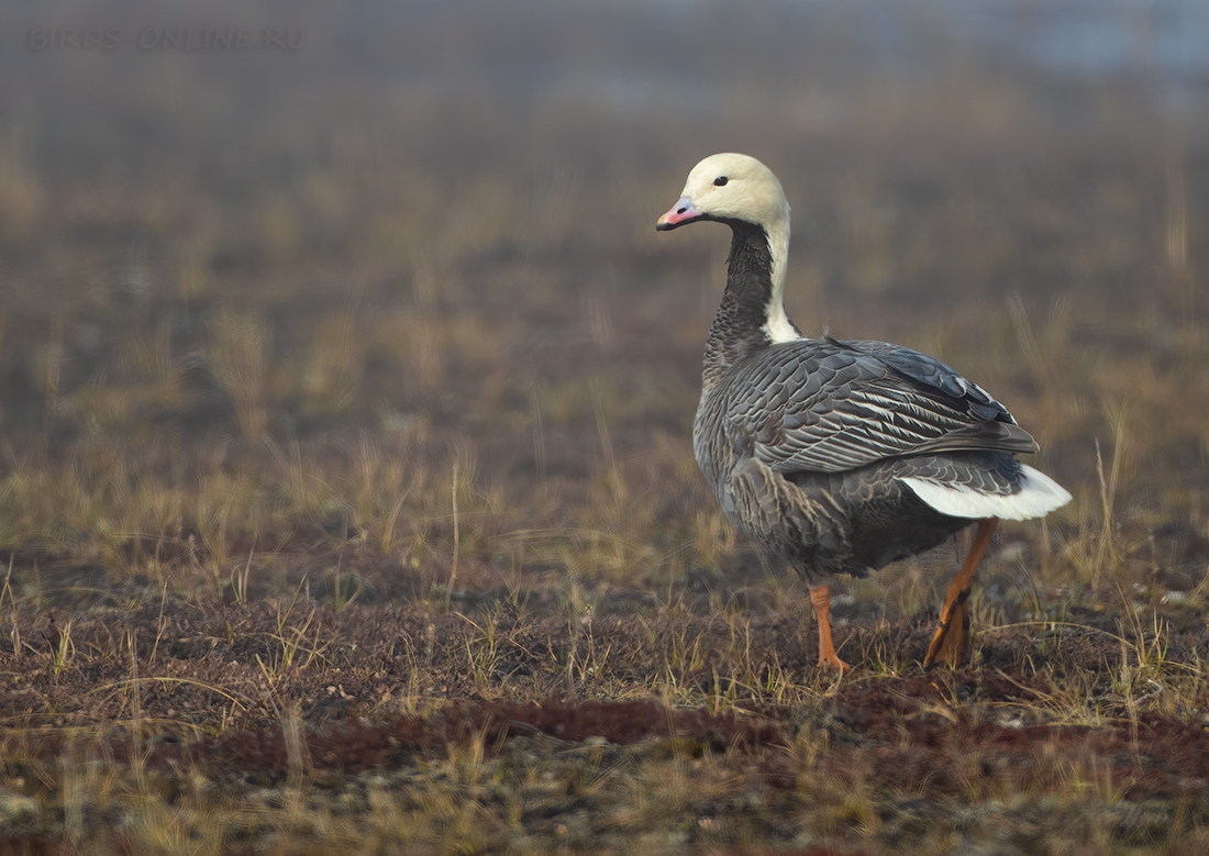 Гусь-белошей Anser canagicus Philacte canagica chukotka2020
Philacte canagica 
 Click to view full size image