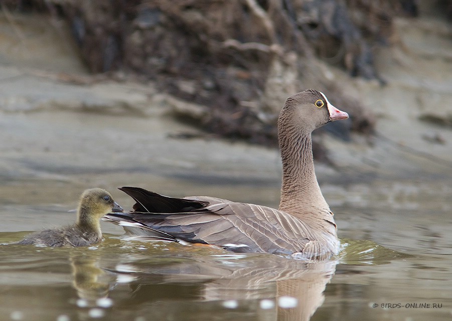 Пискулька Anser erythropus yamal10
 
 Click to view full size image