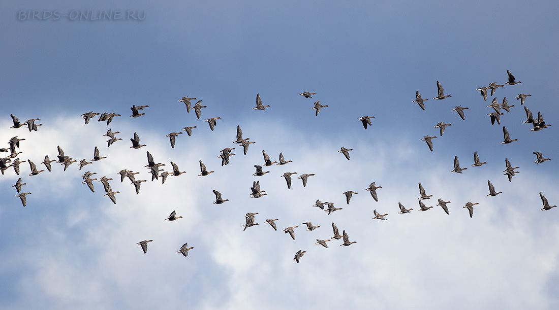 Гуменник Anser fabalis
 
 Click to view full size image