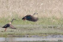 Черная кряква Anas zonorhyncha primorye2016
Filename=8Z2A9105.jpg
Filesize=243KB
Dimensions=900x612
Date added=Jun 16, 2016 8Z2A9105.jpg