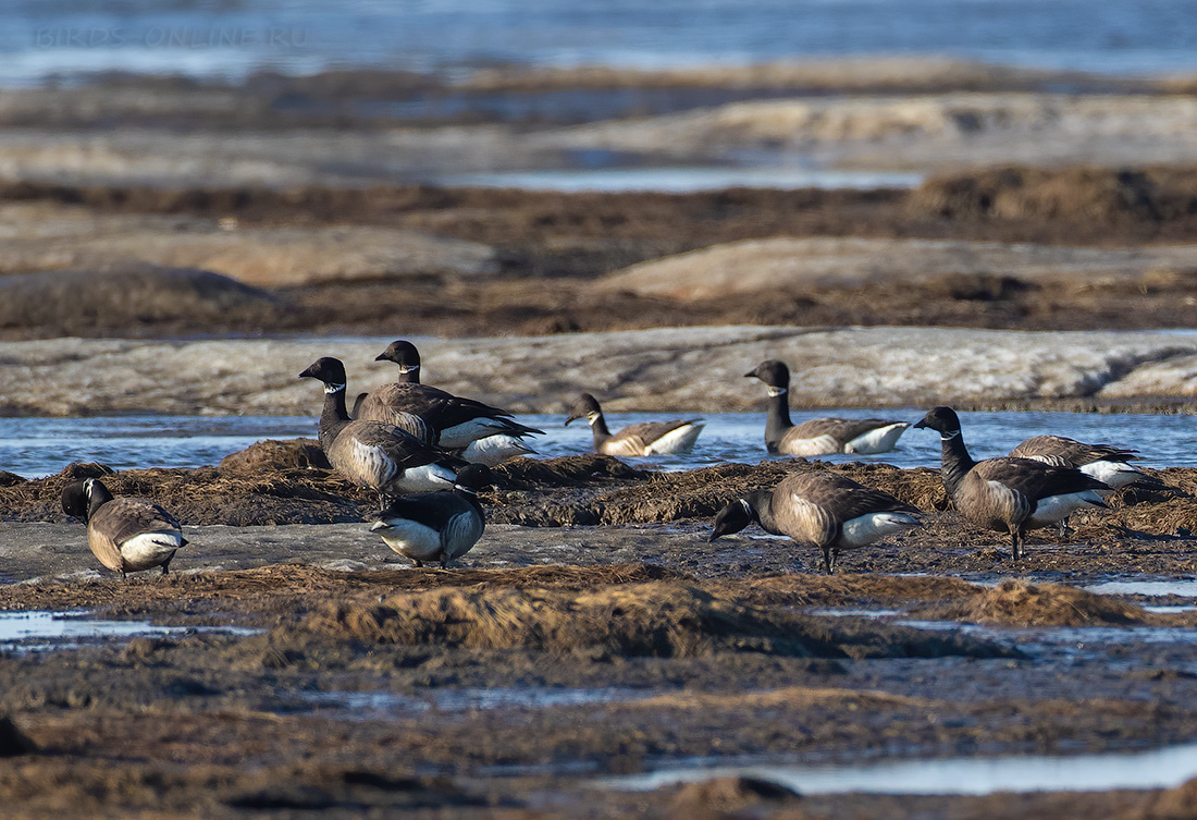 Чёрная казарка (Branta bernicla nigricans) 
Keywords: Чёрная казарка Branta bernicla nigricans chukotka2020