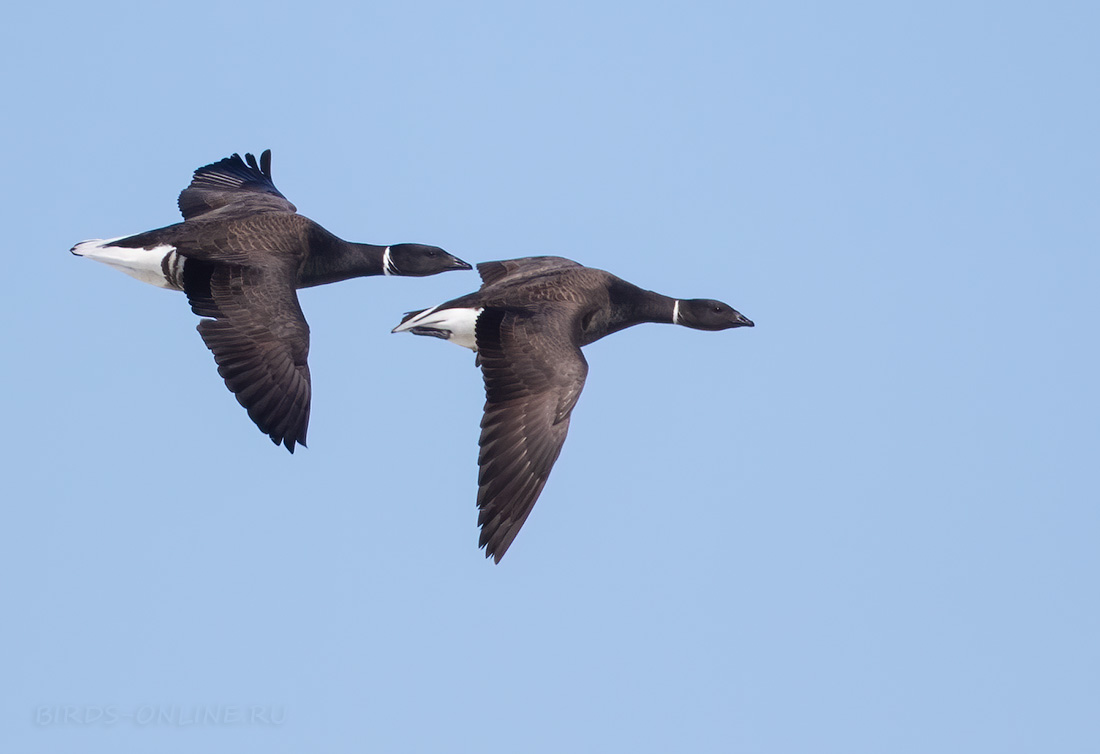 Чёрная казарка (Branta bernicla nigricans) 
Keywords: Чёрная казарка Branta bernicla nigricans chukotka2020