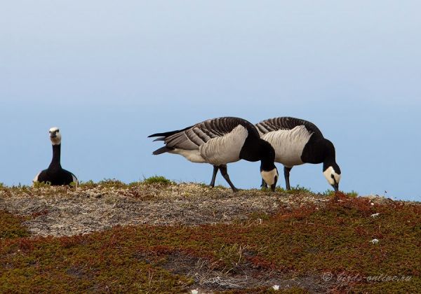 Казарка белощекая (Branta leucopsis)