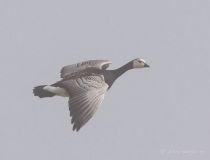 Казарка белощекая Branta leucopsis murman09
Filename=IMG_1490.jpg
Filesize=79KB
Dimensions=900x687
Date added=Jul 04, 2009 IMG_1490.jpg