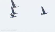 Краснозобая казарка Branta ruficollis azer2017
Filename=8Z2A0066.jpg
Filesize=50KB
Dimensions=900x539
Date added=Mar 04, 2017 8Z2A0066.jpg