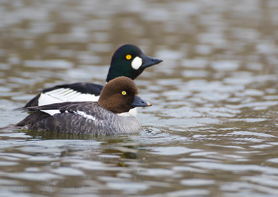 Гоголь (Bucephala clangula)
Keywords: Гоголь Bucephala clangula