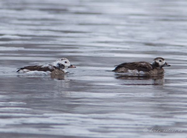 http://www.birds-online.ru/gallery/albums/birds/Anseriformes/Clangula%20hyemalis/normal_IMG_1886.jpg