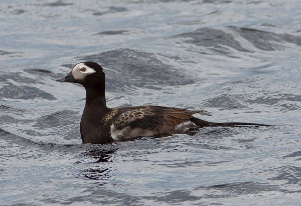 Морянка (Clangula hyemalis)