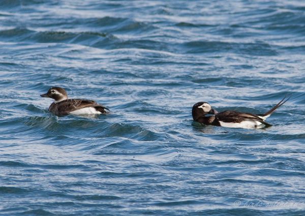 Морянка (Clangula hyemalis) 