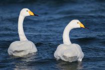 Лебедь-кликун Cygnus cygnus
Filename=8Z2A8541.jpg
Filesize=206KB
Dimensions=900x600
Date added=Feb 04, 2017 8Z2A8541.jpg