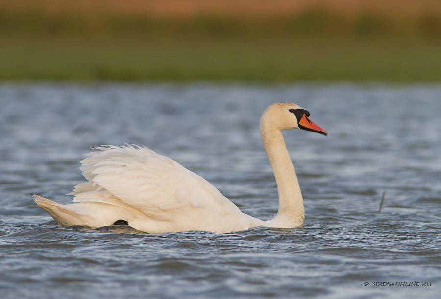 Лебедь-Шипун (Cygnus olor)
Keywords: Лебедь Шипун Cygnus olor manych10