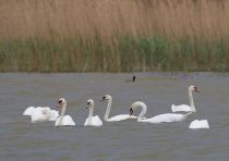Лебедь-Шипун Cygnus olor kalmykia2016
Filename=8Z2A6892.jpg
Filesize=194KB
Dimensions=900x638
Date added=May 06, 2016 8Z2A6892.jpg