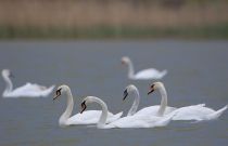 Лебедь-Шипун Cygnus olor kalmykia2016
Filename=8Z2A6904.jpg
Filesize=122KB
Dimensions=900x581
Date added=May 06, 2016 8Z2A6904.jpg