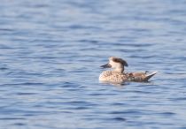 Мраморный чирок Marmaronetta angustirostris azer2018
Filename=8Z2A3877.jpg
Filesize=165KB
Dimensions=900x626
Date added=Aug 25, 2018 8Z2A3877.jpg