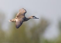 Мраморный чирок Marmaronetta angustirostris azer2018
Filename=8Z2A3905.jpg
Filesize=130KB
Dimensions=900x631
Date added=Aug 25, 2018 8Z2A3905.jpg