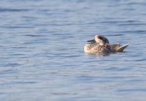 Мраморный чирок Marmaronetta angustirostris azer2018
Filename=8Z2A3953.jpg
Filesize=149KB
Dimensions=900x623
Date added=Aug 25, 2018 8Z2A3953.jpg