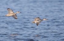 Мраморный чирок Marmaronetta angustirostris azer2018
Filename=8Z2A4051.jpg
Filesize=173KB
Dimensions=900x591
Date added=Aug 25, 2018 8Z2A4051.jpg