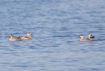 Мраморный чирок Marmaronetta angustirostris azer2018
Filename=8Z2A4073.jpg
Filesize=174KB
Dimensions=900x611
Date added=Aug 25, 2018 8Z2A4073.jpg