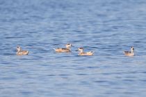 Мраморный чирок Marmaronetta angustirostris azer2018
Filename=8Z2A4093.jpg
Filesize=171KB
Dimensions=900x604
Date added=Aug 25, 2018 8Z2A4093.jpg