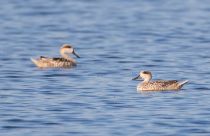 Мраморный чирок Marmaronetta angustirostris azer2018
Filename=8Z2A4102.jpg
Filesize=158KB
Dimensions=900x583
Date added=Aug 25, 2018 8Z2A4102.jpg