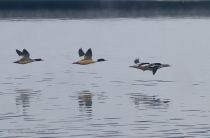 Крохаль больШой Mergus merganser
Filename=IMG_7529.jpg
Filesize=160KB
Dimensions=900x594
Date added=Mar 03, 2012 IMG_7529.jpg