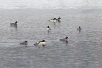 Крохаль больШой Mergus merganser
Filename=IMG_7541.jpg
Filesize=243KB
Dimensions=900x602
Date added=Mar 03, 2012 IMG_7541.jpg