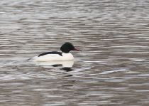 Крохаль больШой Mergus merganser
самец
Filename=IMG_7818.jpg
Filesize=292KB
Dimensions=900x640
Date added=Mar 03, 2012 IMG_7818.jpg
