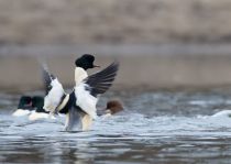 Крохаль больШой Mergus merganser
Filename=IMG_8322.jpg
Filesize=186KB
Dimensions=900x639
Date added=Dec 21, 2015 IMG_8322.jpg