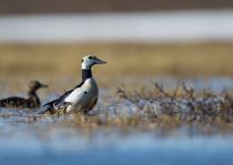 Сибирская гага Polysticta stelleri yakutia2018
Filename=8Z2A2203.jpg
Filesize=141KB
Dimensions=900x642
Date added=Dec 27, 2018 8Z2A2203.jpg