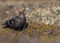 Сибирская гага Polysticta stelleri yakutia2018
Filename=8Z2A2430.jpg
Filesize=335KB
Dimensions=900x640
Date added=Dec 27, 2018 8Z2A2430.jpg