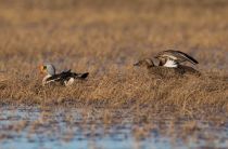 Гага-гребенушка Somateria spectabilis yakutia2018
Filename=8Z2A1063.jpg
Filesize=250KB
Dimensions=900x593
Date added=Dec 27, 2018 8Z2A1063.jpg