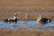 Гага-гребенушка Somateria spectabilis yakutia2018
Filename=8Z2A1115.jpg
Filesize=179KB
Dimensions=900x606
Date added=Dec 27, 2018 8Z2A1115.jpg