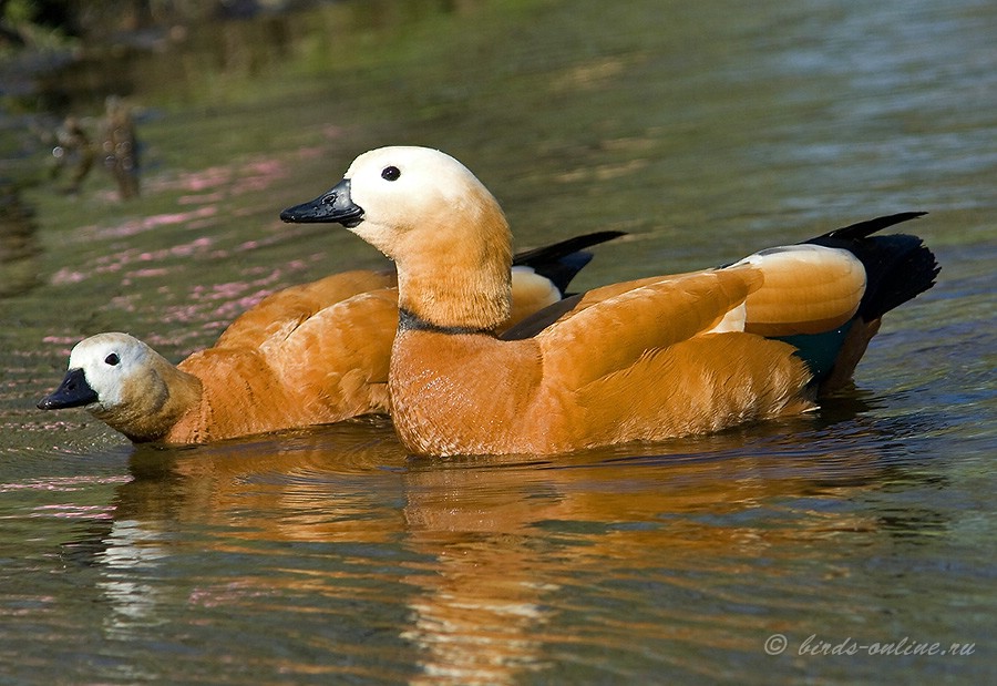 Огарь (Tadorna ferruginea)
справа самец, слева самка
Keywords: Огарь Tadorna ferruginea