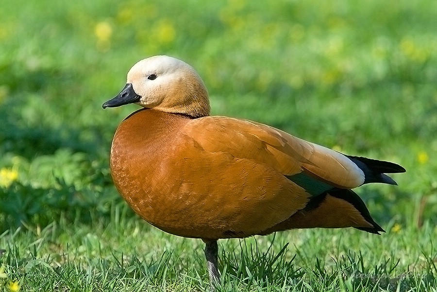 Огарь (Tadorna ferruginea)
Keywords: Огарь Tadorna ferruginea