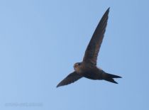 Стриж белопоясный Apus pacificus sakhalin2017
Filename=8Z2A6056.jpg
Filesize=19KB
Dimensions=900x666
Date added=Jul 08, 2017 8Z2A6056.jpg