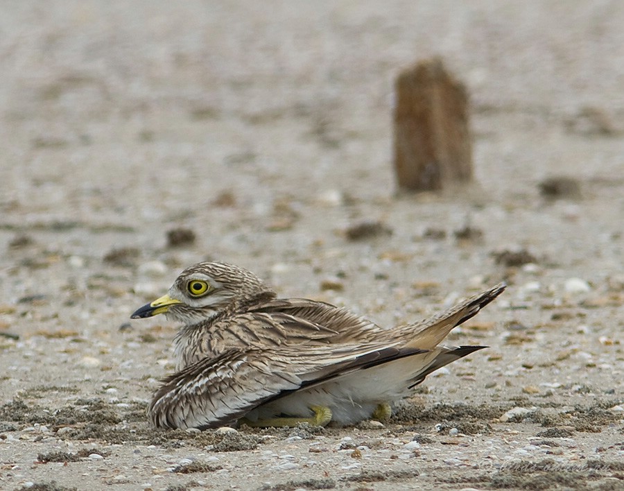 Авдотка (Burhinus oedicnemus)
Keywords: Авдотка Burhinus oedicnemus Odessa2008