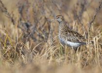 Острохвостый песочник Calidris acuminata yakutia2018
Filename=8Z2A1587.jpg
Filesize=245KB
Dimensions=900x650
Date added=Jan 08, 2019 8Z2A1587.jpg