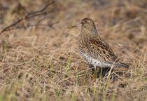 Острохвостый песочник Calidris acuminata yakutia2018
Filename=8Z2A4097.jpg
Filesize=295KB
Dimensions=900x620
Date added=Jan 08, 2019 8Z2A4097.jpg