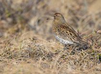Острохвостый песочник Calidris acuminata yakutia2018
Filename=8Z2A4101.jpg
Filesize=316KB
Dimensions=900x661
Date added=Jan 08, 2019 8Z2A4101.jpg