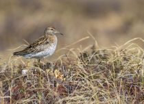 Острохвостый песочник Calidris acuminata yakutia2018
Filename=8Z2A9924.jpg
Filesize=316KB
Dimensions=900x657
Date added=Jan 08, 2019 8Z2A9924.jpg