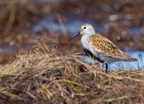 Сахалинский чернозобик Calidris alpina actites chukotka2020
Filename=8Z2A2182.jpg
Filesize=376KB
Dimensions=1100x793
Date added=Aug 16, 2020 8Z2A2182.jpg