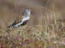 Сахалинский чернозобик Calidris alpina actites sakhalin2017
Filename=8Z2A3567.jpg
Filesize=225KB
Dimensions=900x681
Date added=Jan 13, 2018 8Z2A3567.jpg