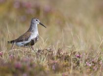 Сахалинский чернозобик Calidris alpina actites sakhalin2017
Filename=8Z2A3585.jpg
Filesize=190KB
Dimensions=900x667
Date added=Jan 13, 2018 8Z2A3585.jpg