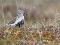 Сахалинский чернозобик Calidris alpina actites sakhalin2017
Filename=8Z2A3995.jpg
Filesize=215KB
Dimensions=900x675
Date added=Jan 13, 2018 8Z2A3995.jpg