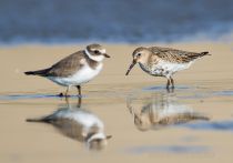 Чернозобик Calidris alpina
Filename=8Z2A4792.jpg
Filesize=154KB
Dimensions=900x633
Date added=Sep 24, 2017 8Z2A4792.jpg
